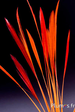 Faisan doré queue strippée - 15-20 cm - orange-rouge